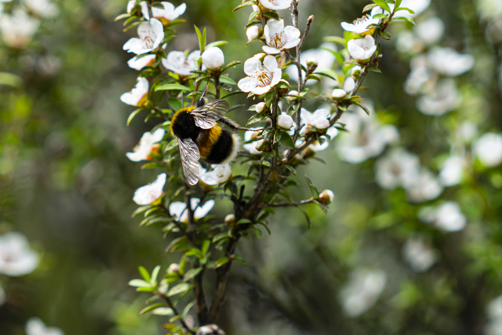 Manuka flowers bee