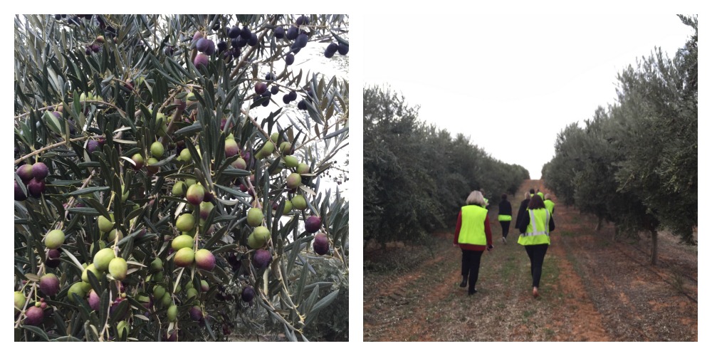 Cobram Olive Trees Mildura