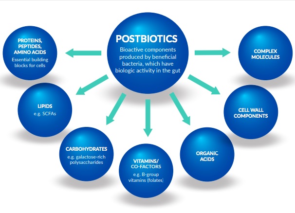 Postbiotics Sources